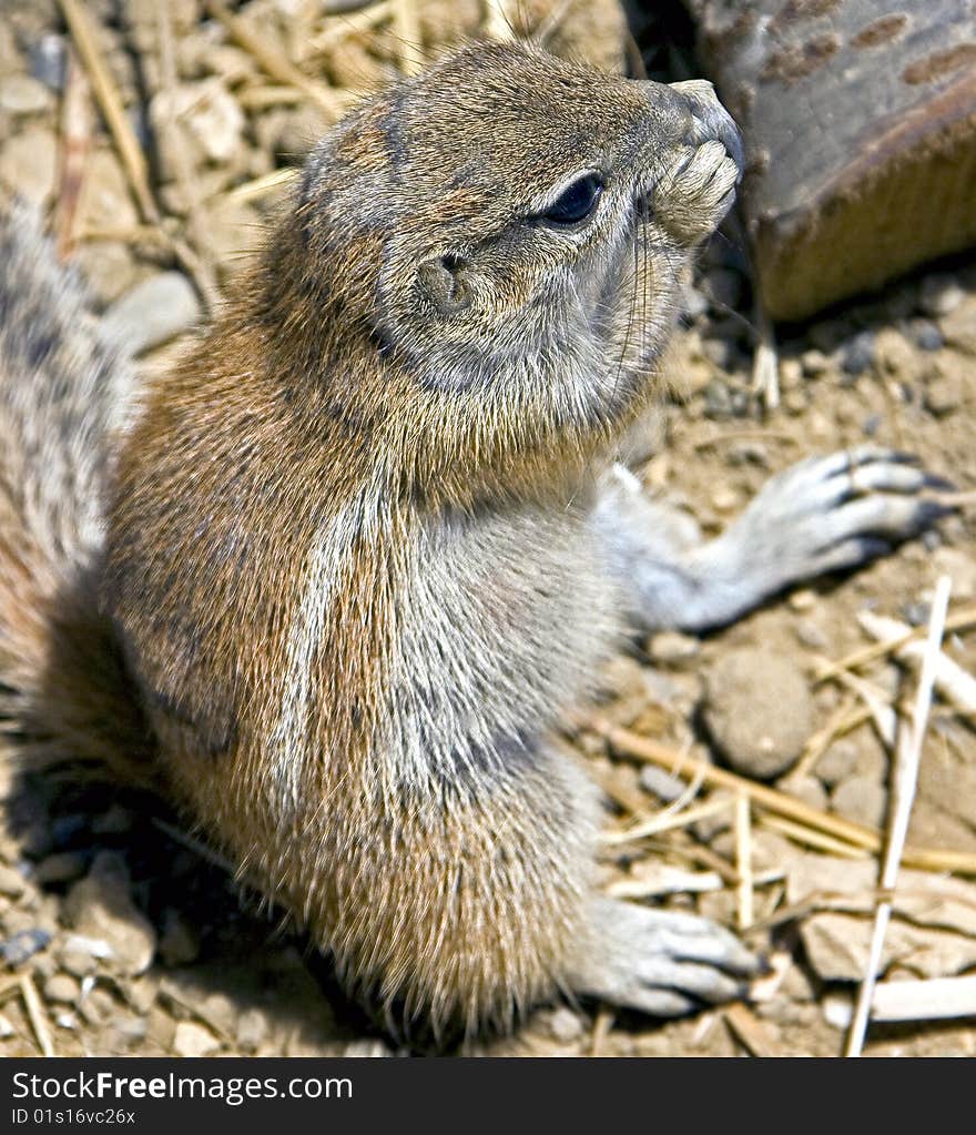 African ground squirrel 8