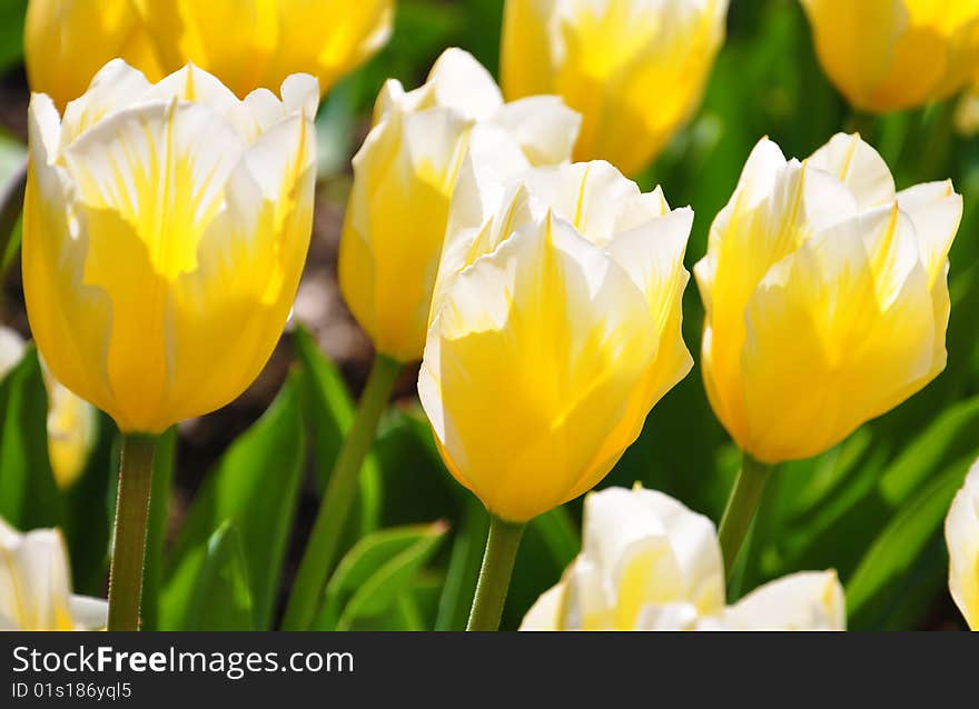 White-yellow flowered tulips in botanic garden