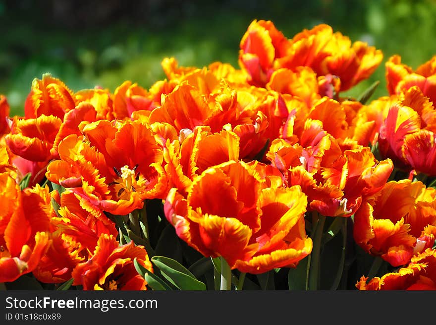 Multicolored blooming tulips in botanic garden. Multicolored blooming tulips in botanic garden