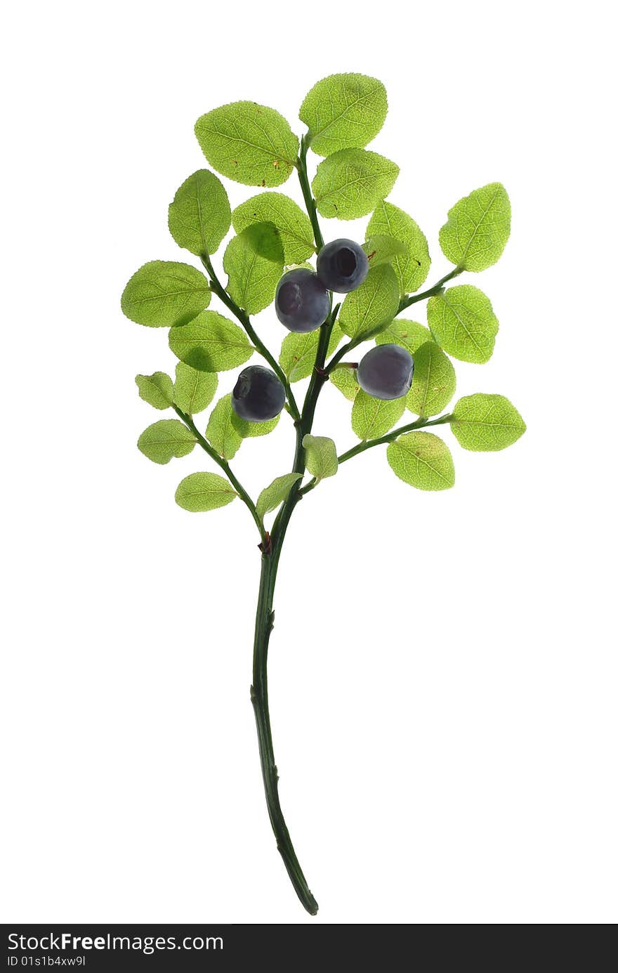 Forest berries on twig from leaves. Forest berries on twig from leaves