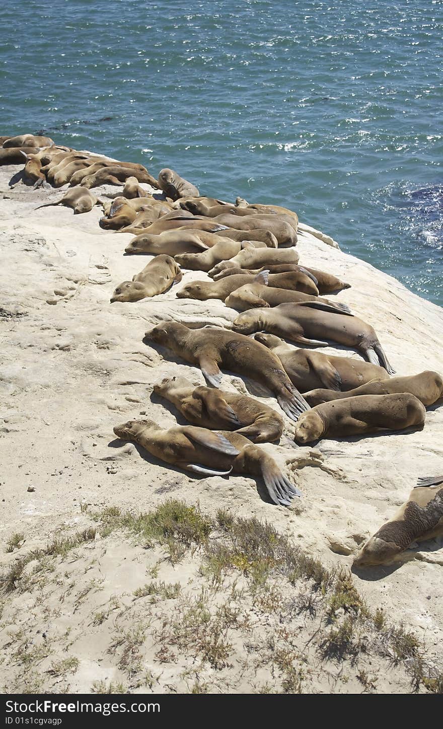 Seals resting at Santa Cruse shore