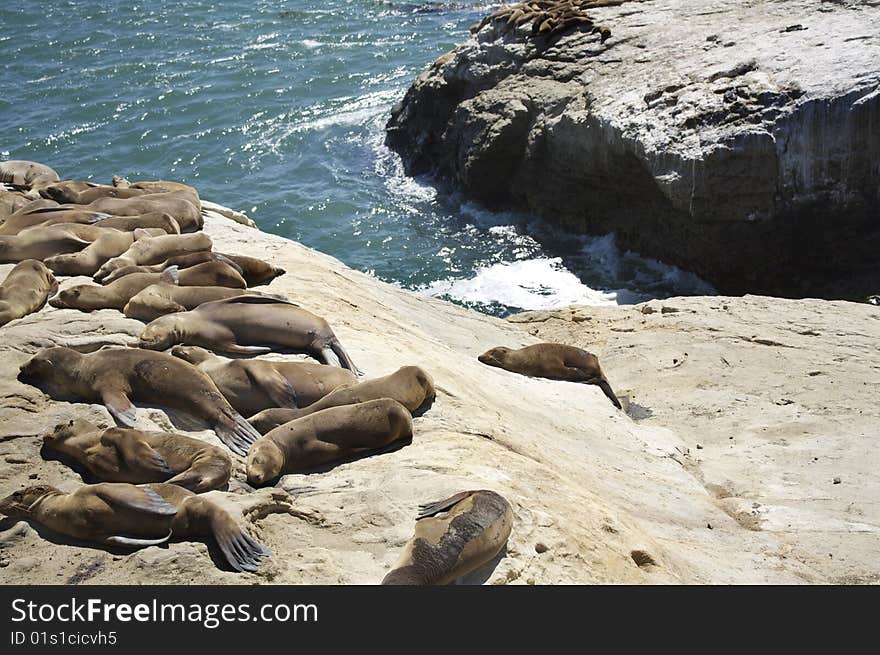 Seals Resting at the shore