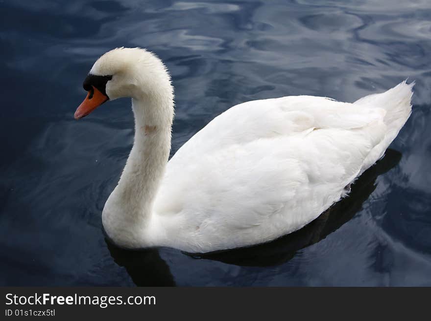 Swan