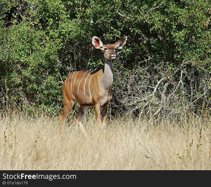 Kudu Antelope (Tragelaphus strepsiceros) in the Kruger Park, South Africa, during the dry season.