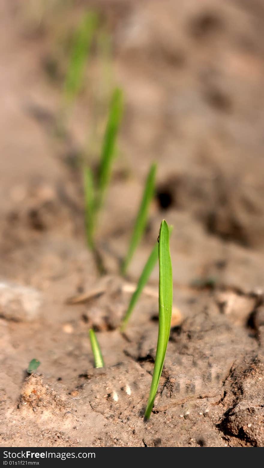 A germination of wheat on fallow spring field