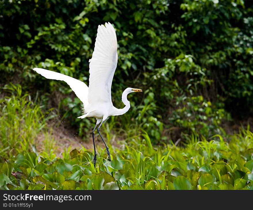 Flying egret