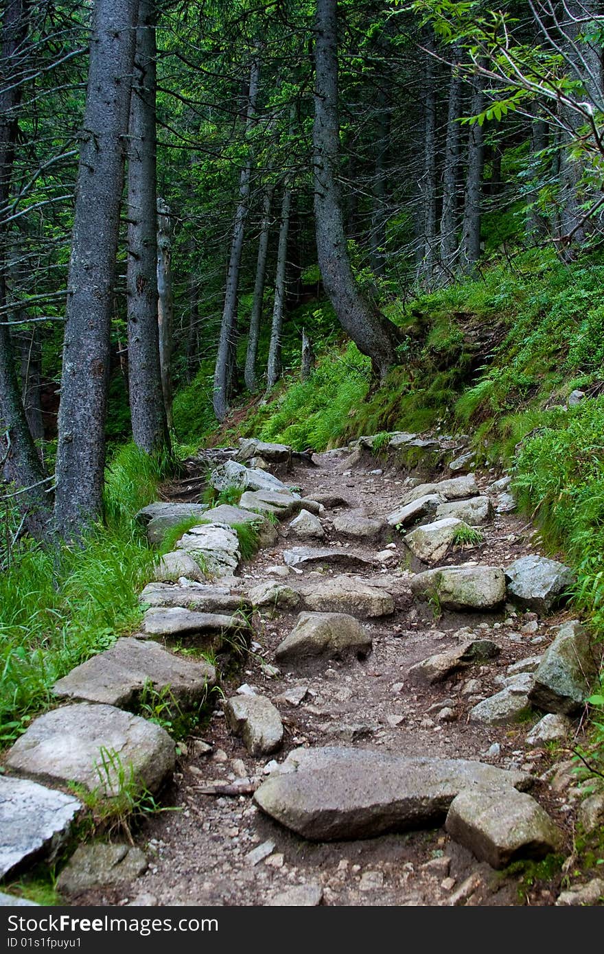 Neighbourhoods of Morskie Oko in The the Tatra National Park. Neighbourhoods of Morskie Oko in The the Tatra National Park.