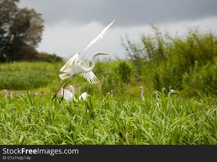 Photo of a white heron in the wild nature. Photo of a white heron in the wild nature