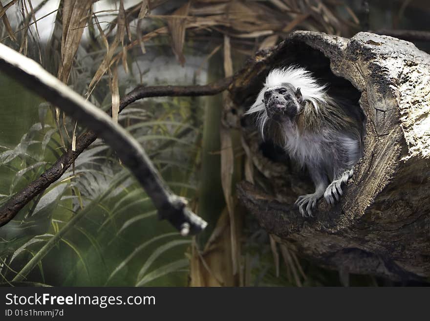 Cottontop Tamarin