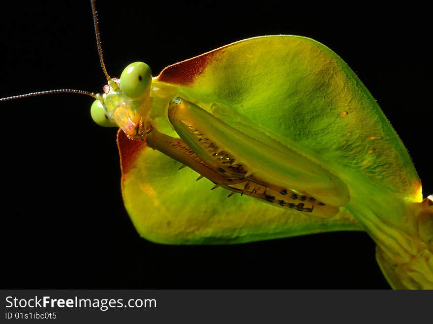 Hooded preying mantis