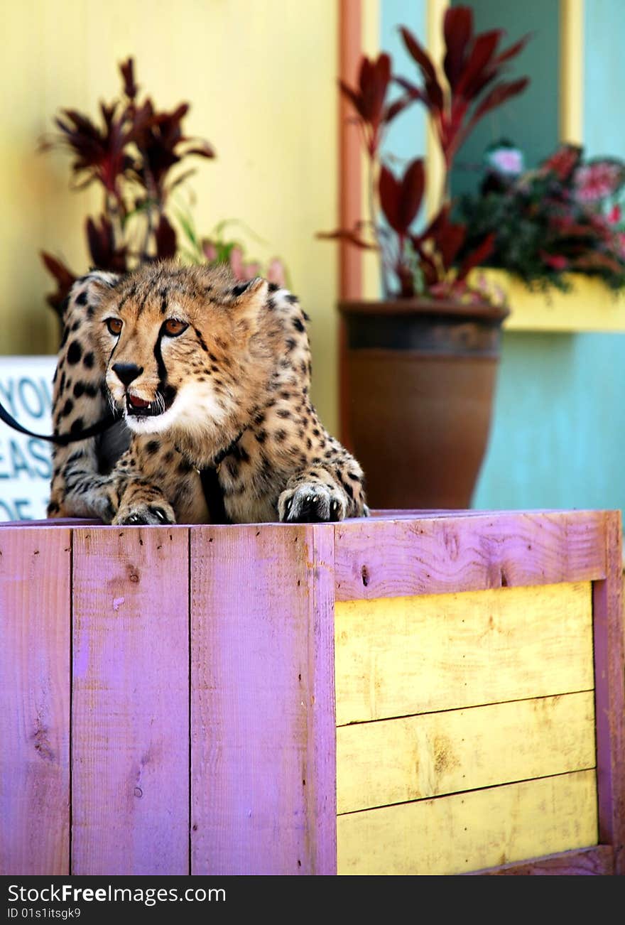 A cheetah on a colorful crate