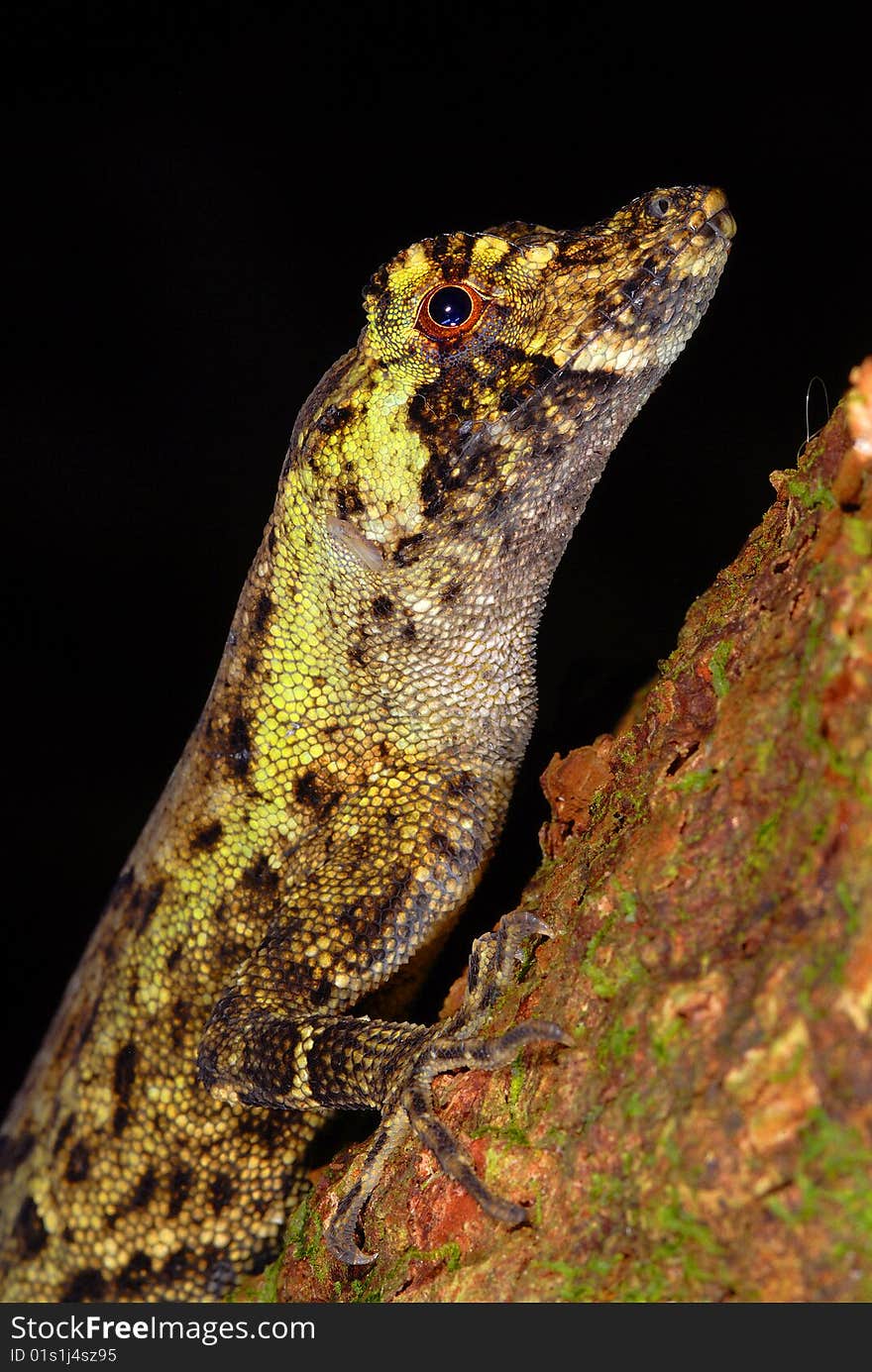 Anole lizard