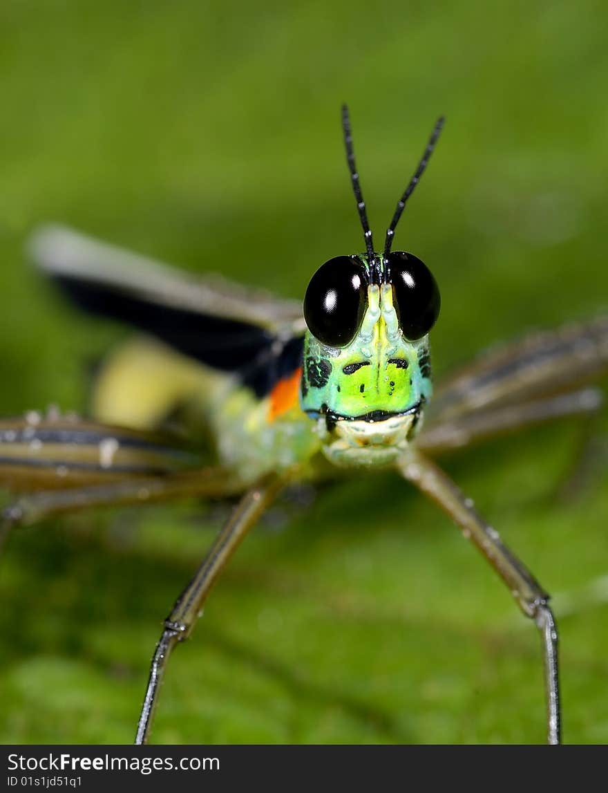 Short horned grasshopper smiles on a leaf in Peru