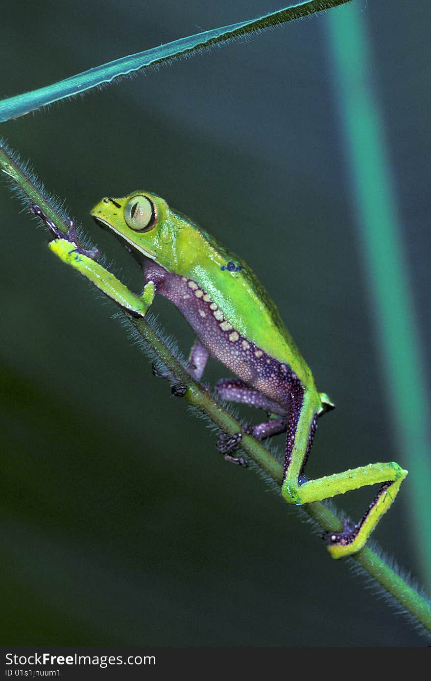 Tree Frog Climbs Grass