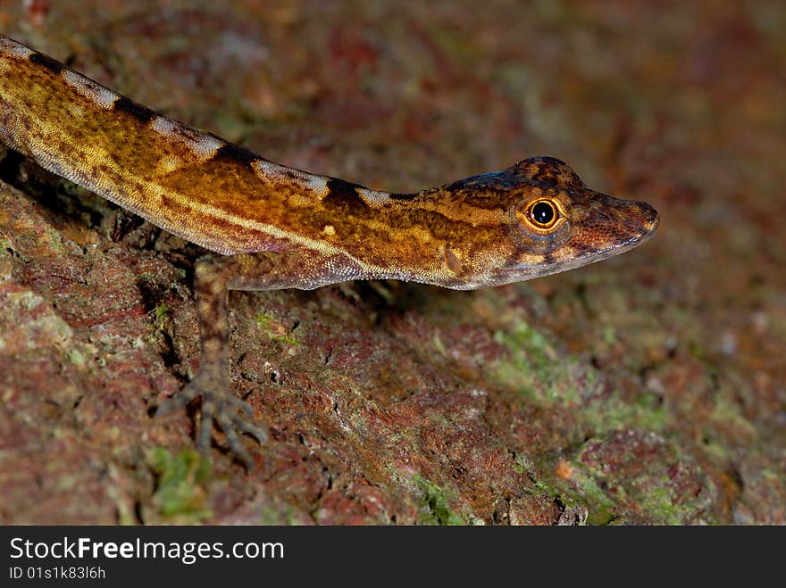 Anole lizard