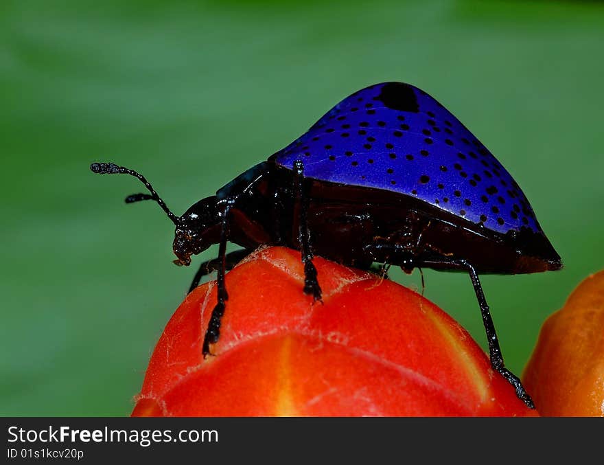 Pleasing Fungus Beetle