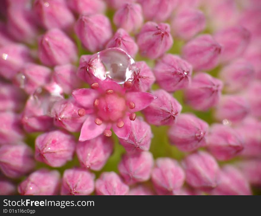 Closeup Of Pink Flower