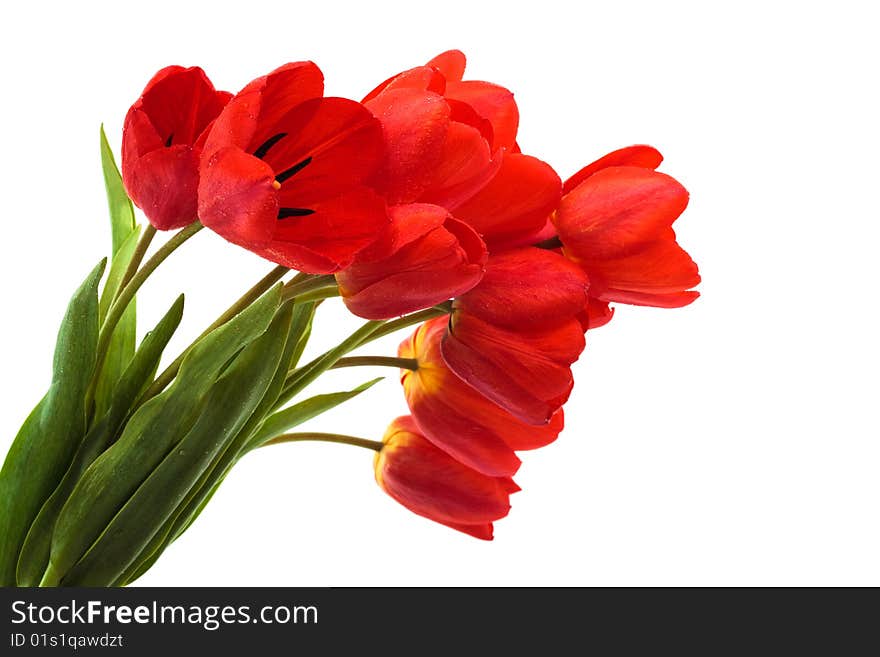 Beautiful bouquet of tulips on a white background