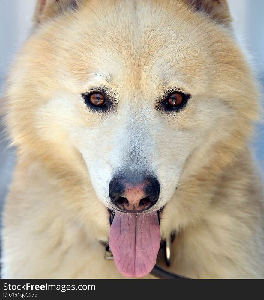 Close-up portrait of white dog. Close-up portrait of white dog