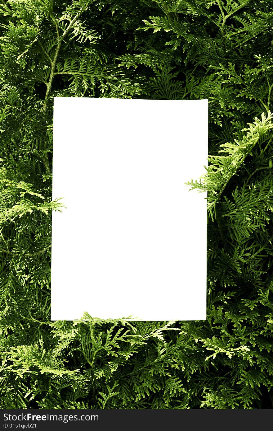 Green bush with copy space. Green bush with copy space