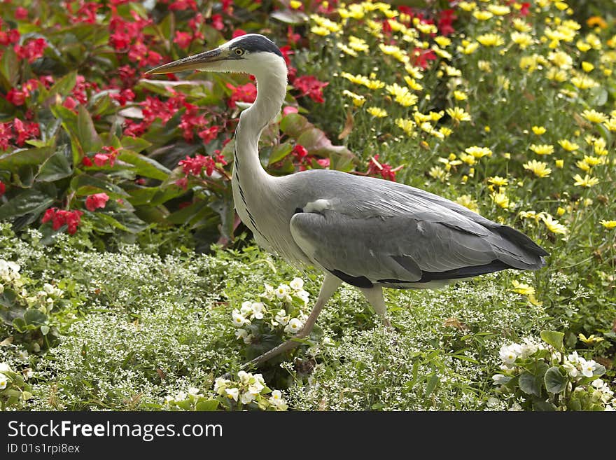 Heron