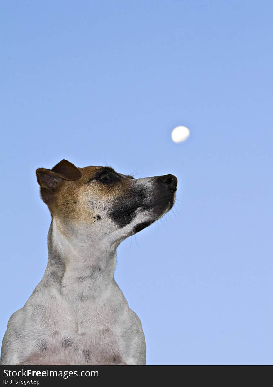 A Jack Russel prepares to howl at the moon. A Jack Russel prepares to howl at the moon.