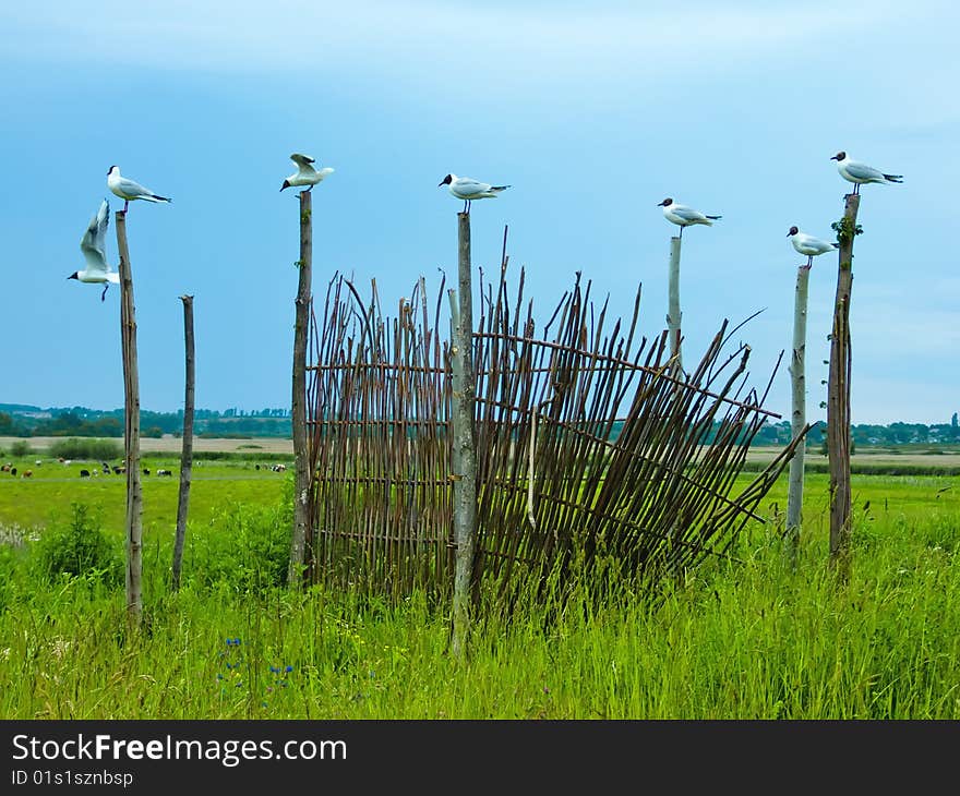 Landscape of rural locality