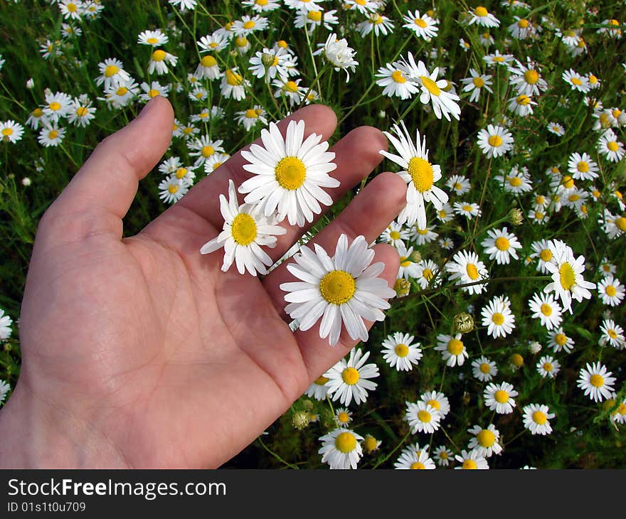 Camomiles in hand