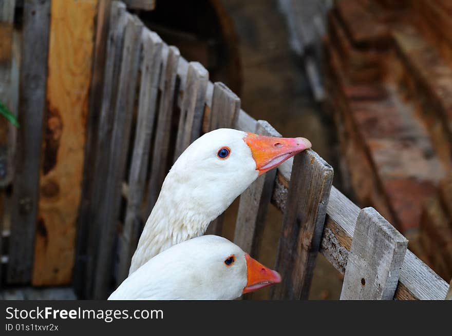 Two ducks near a little fence.