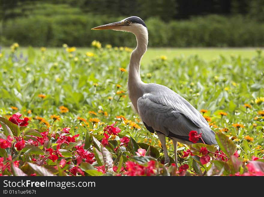 Heron