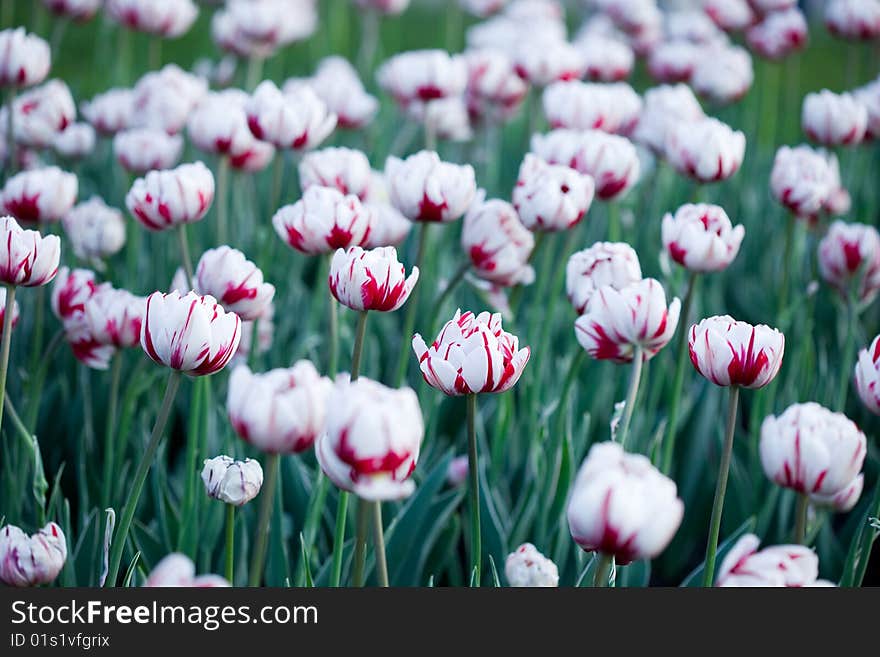 White tulips