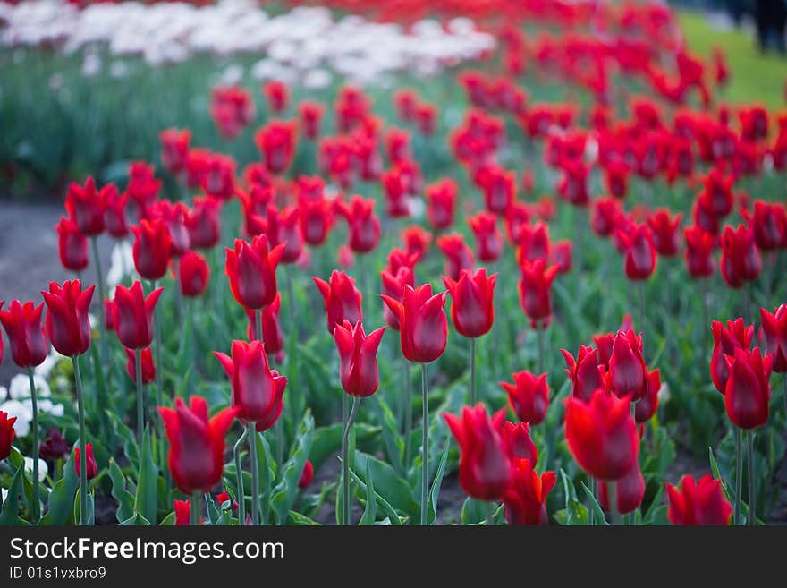 Red tulips in garden