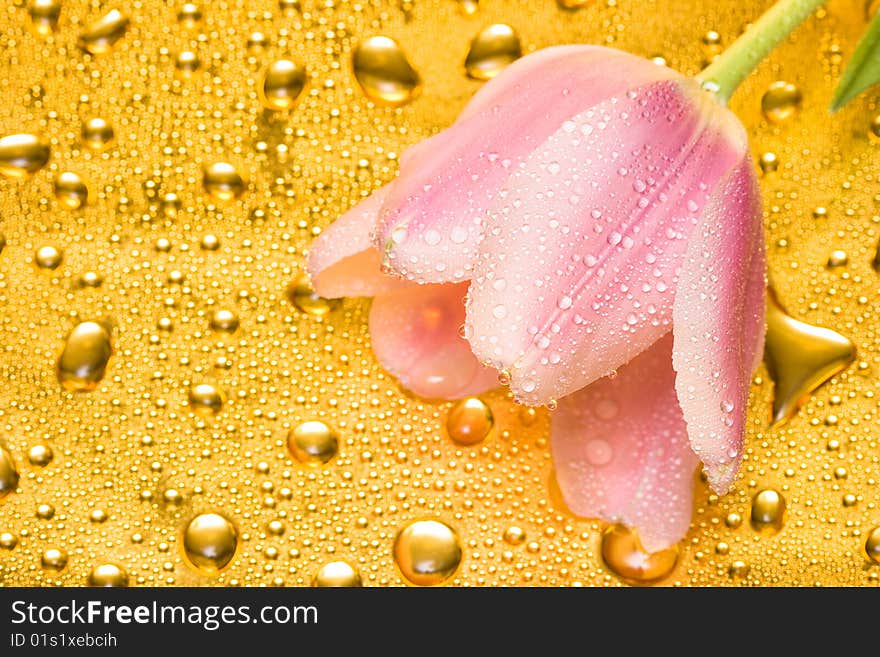 Pink tulip with water drops