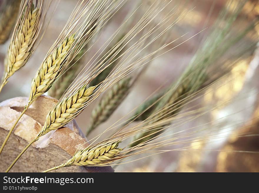 Picture of two slices of bread and wheat ears. Picture of two slices of bread and wheat ears