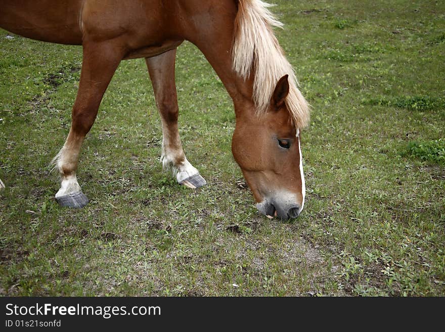 Brown horse eating grass on the meadow. Brown horse eating grass on the meadow