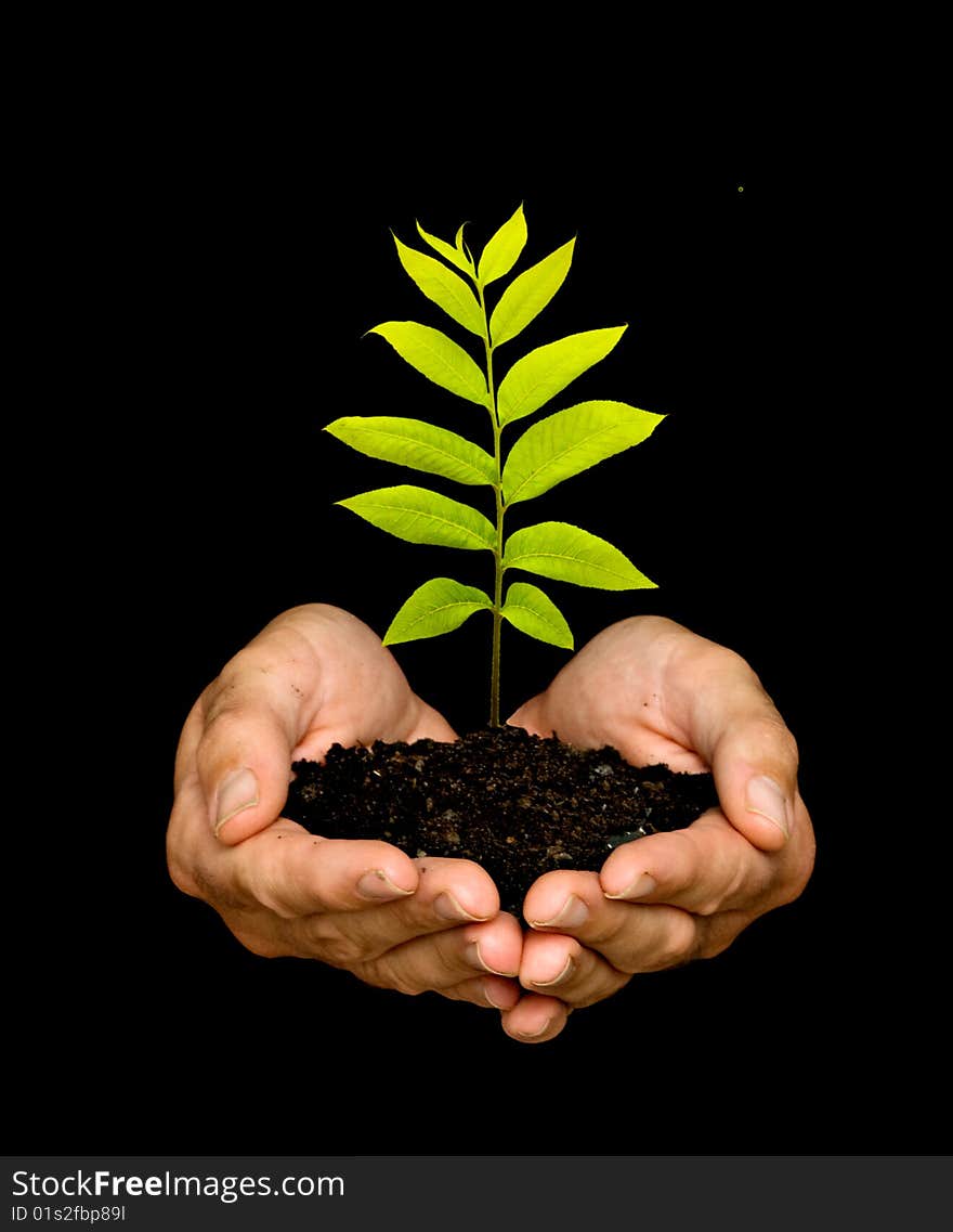 A sprout in palms as a symbol of nature protection