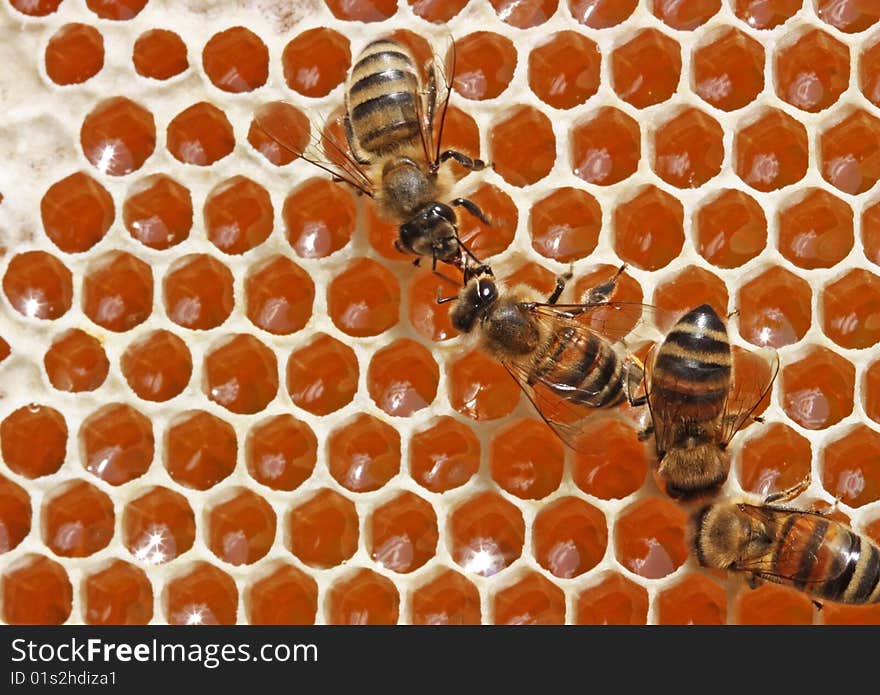 Passing repeatedly through itself, bees enrich nectar enzymes. Simultaneously they evaporate from it water. They close honey received thus wax (from above-at the left - the closed honey). Passing repeatedly through itself, bees enrich nectar enzymes. Simultaneously they evaporate from it water. They close honey received thus wax (from above-at the left - the closed honey).