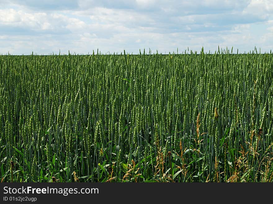 Field of corn