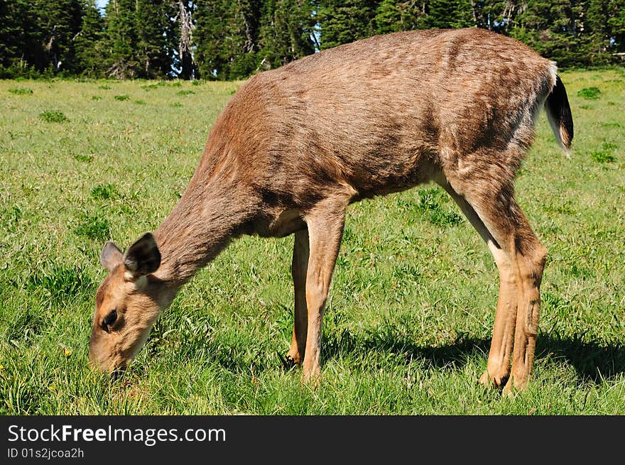 Whie-tail deer feeding on tender grass in Olympic rain-forest. Whie-tail deer feeding on tender grass in Olympic rain-forest