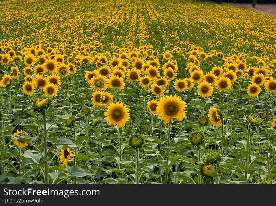 A landscape of beautiful sunflowers, filling the entire frame.