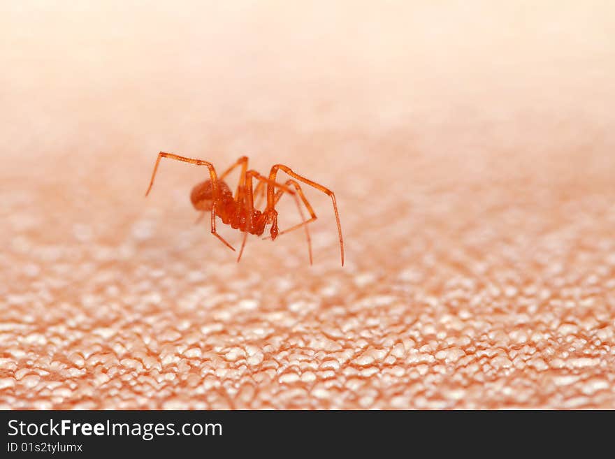 Spider above skin like surface