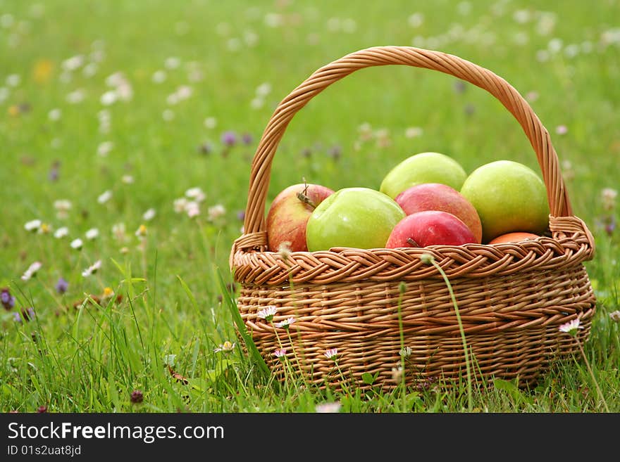 Basket with fresh sweet apples on green grass. Basket with fresh sweet apples on green grass