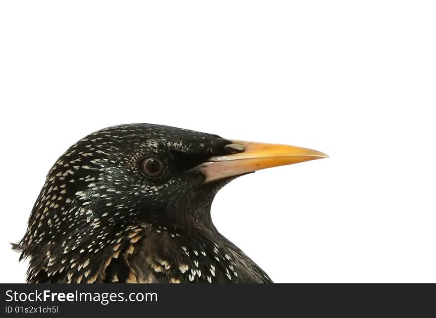 The adult starling on a white background. The adult starling on a white background.