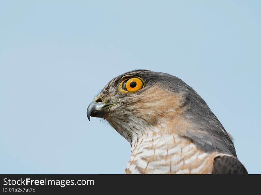 The adult sparrow-hawk on cyan background. The adult sparrow-hawk on cyan background..