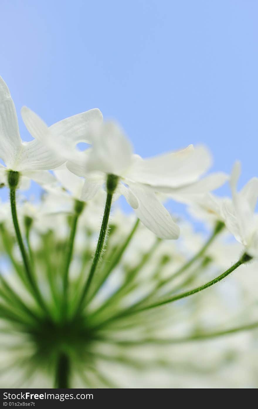 Heracleum