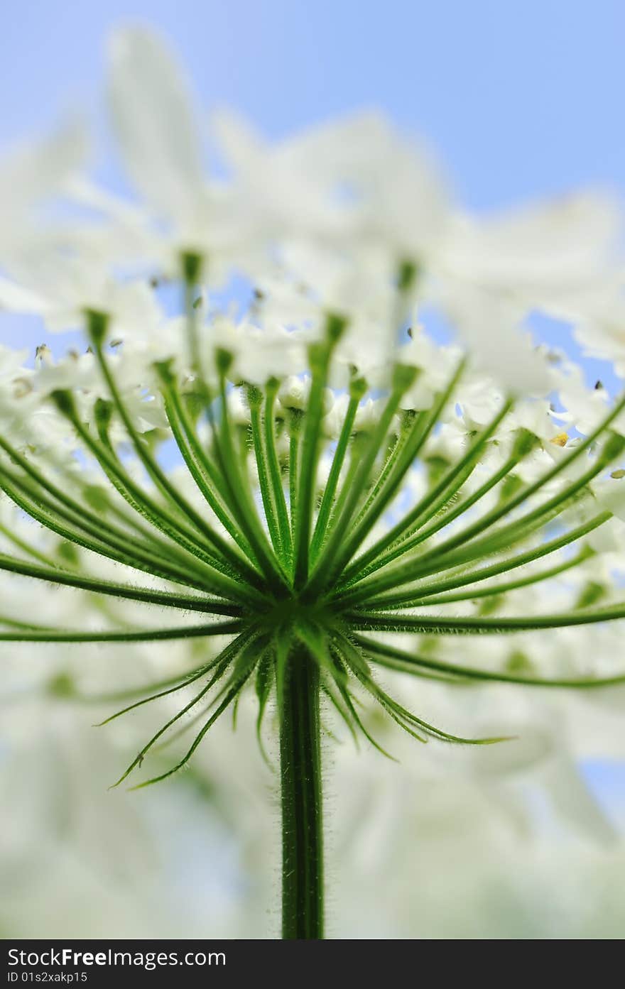 Heracleum