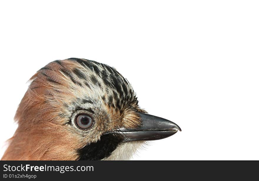 The jay on a white background. The jay on a white background.