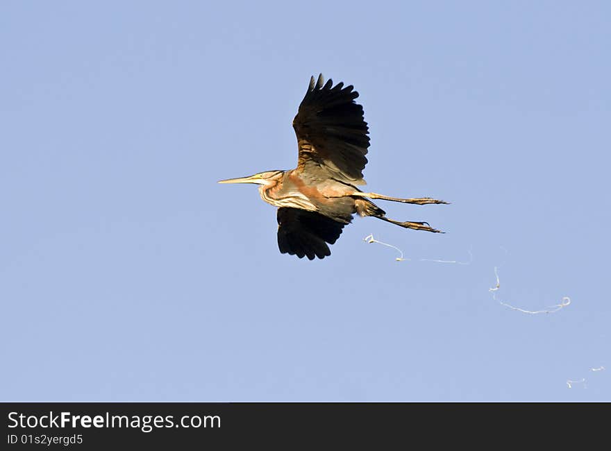 Purple heron in flight