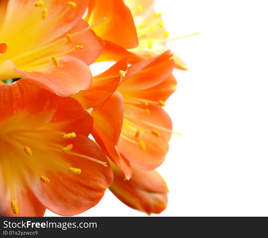 Clivia closeup