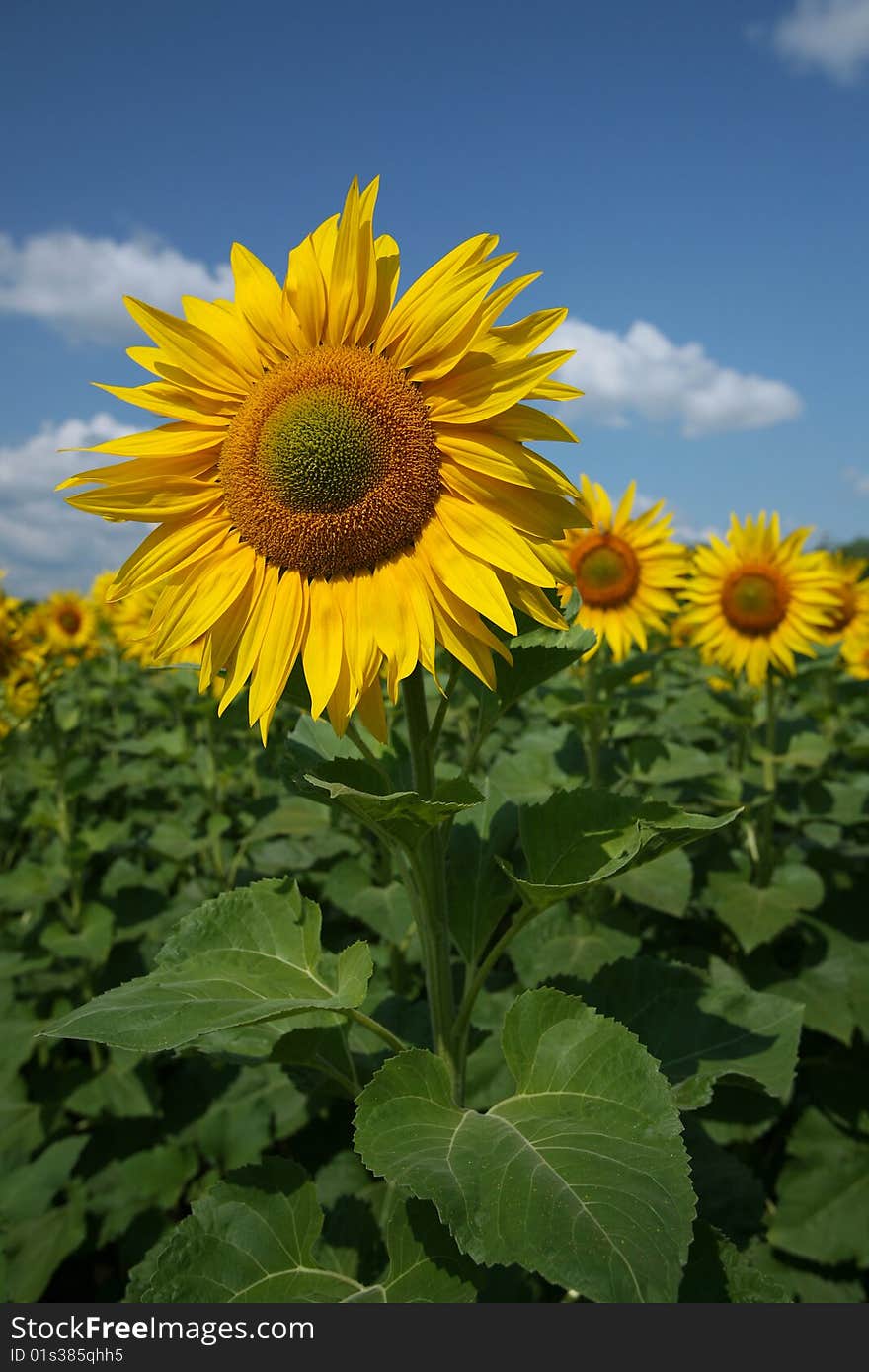 Sunflowers against blue sky on a summer day